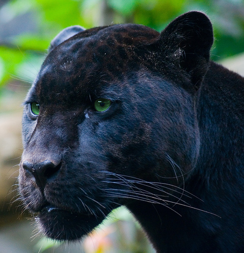 Jaguar.jpg