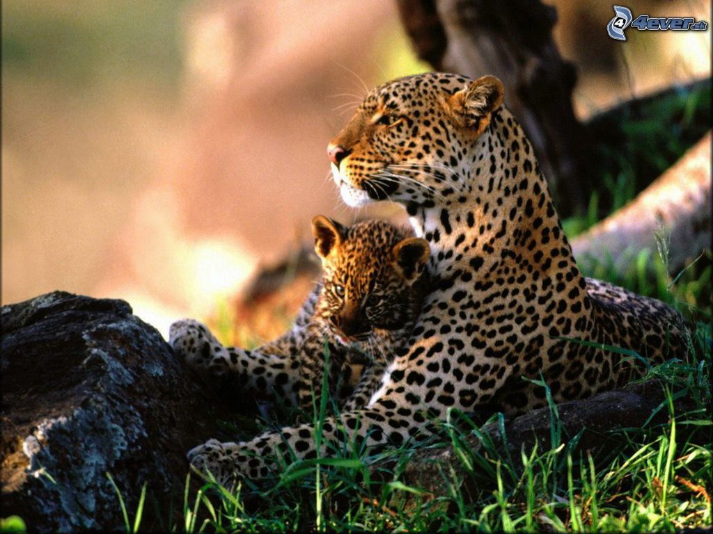 [obrazky_4ever_sk]%20jaguar%207836323.jpg