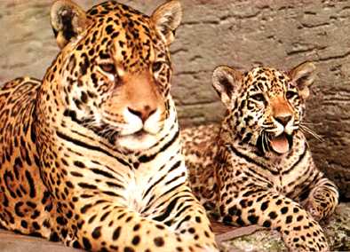 jaguar3.jpg