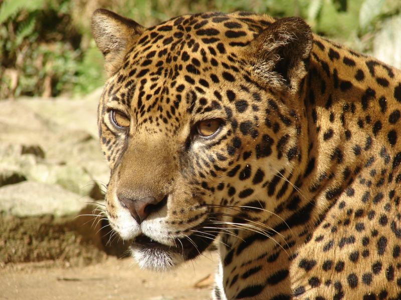 Z-MarcioMotta-jaguar.jpg
