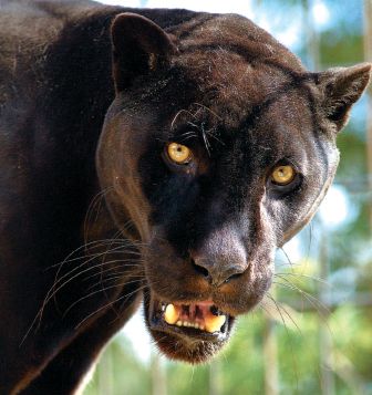 o_jaguar.jpg