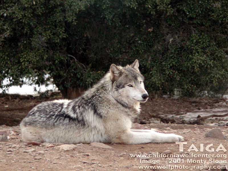 Taiga_at_the_California_Wolf_Center.jpg