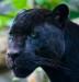 Jaguar.jpg