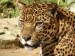 Z-MarcioMotta-jaguar.jpg