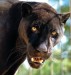 o_jaguar.jpg
