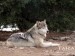 Taiga_at_the_California_Wolf_Center.jpg